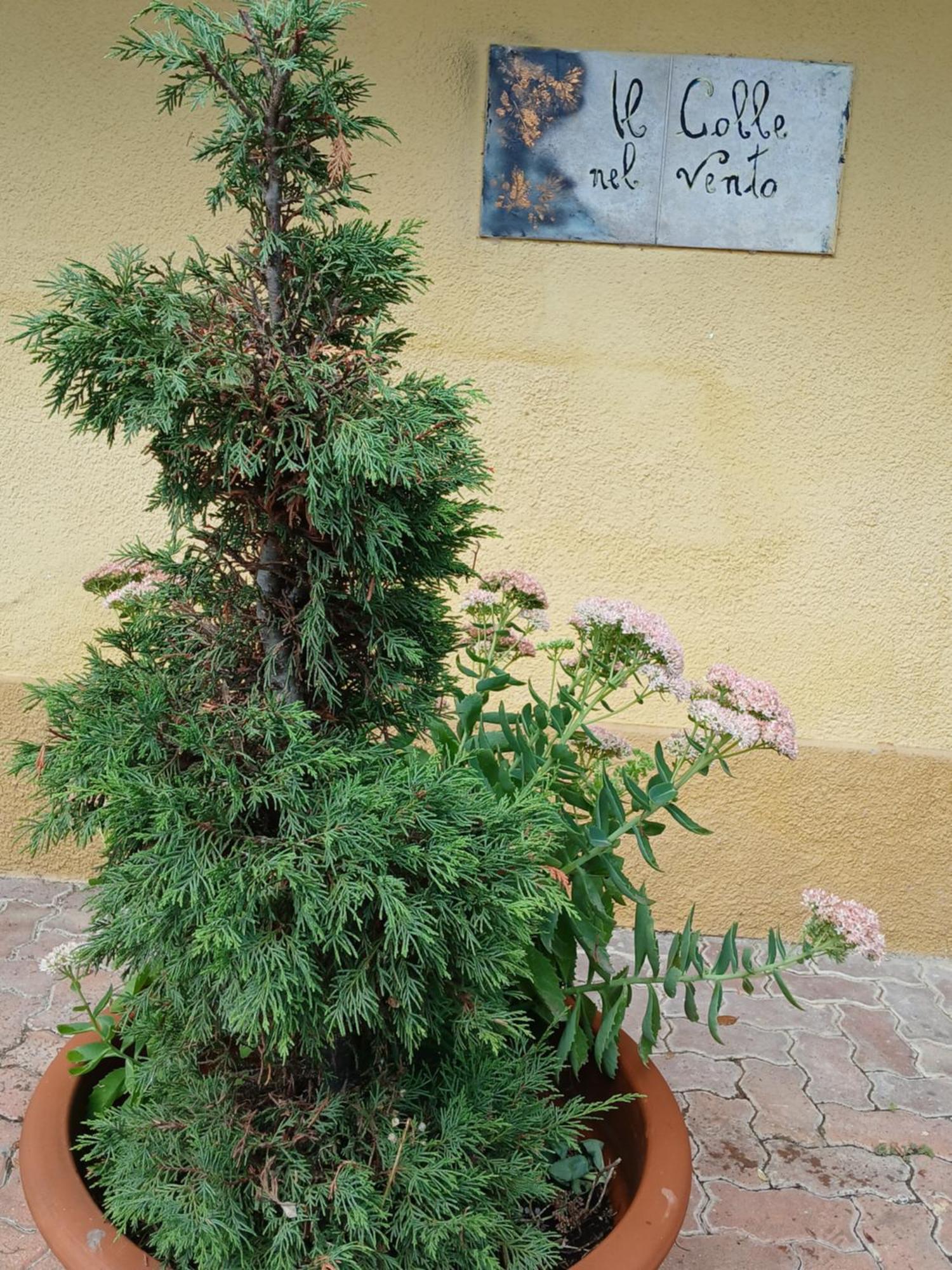 Casa Vacanza Il Colle Del Vento Calosso 外观 照片